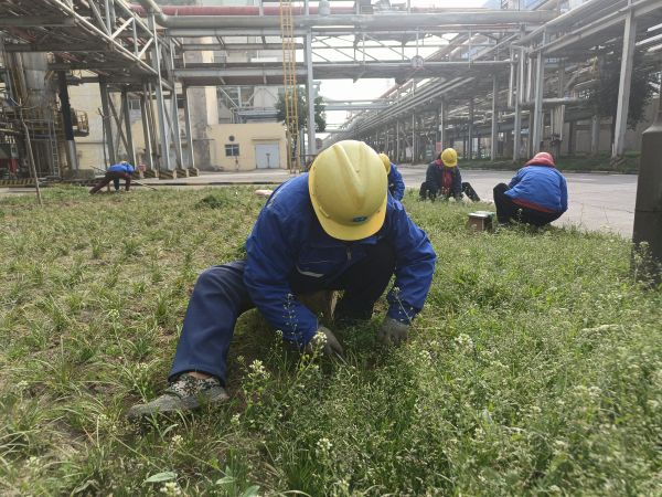 3月22日，行政保衛(wèi)部趙師傅等人在道路兩旁清除雜草。.jpg